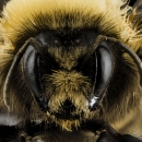 western bumblebee face