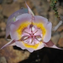 Siskiyou Mariposa lilly flower