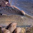 The back of an arctic grayling is seen being held in clear water