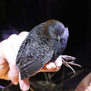 Black bird held in one hand.