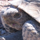closeup of tortoise's face with pink flower stain on mouth