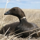 Pacific Brant on tundra