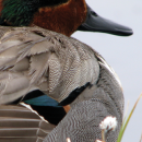 Kern National Wildlife Refuge Complex Brochure