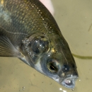 Mouth open on goldish silvery fish in murky water