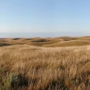 A view of the sandhill prairie.
