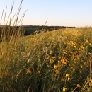Image of a prairie with lots of wildflowers