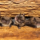 four bats are nestled between wooden rafters