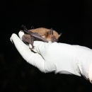 A bat rests on a gloved hand.