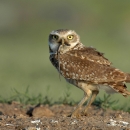 Burrowing owl with a skink in its beak