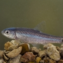Devils River minnow above pebbles