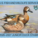 2026-2027 Junior Duck Stamp by Nina Liang