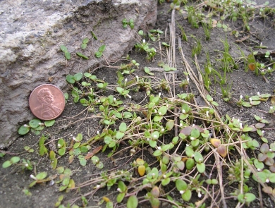 small round leaf plant on granite rock with a penny for size scale
