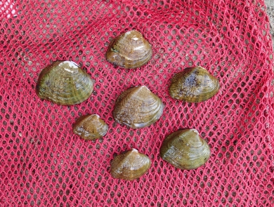 Western fanshell mussels