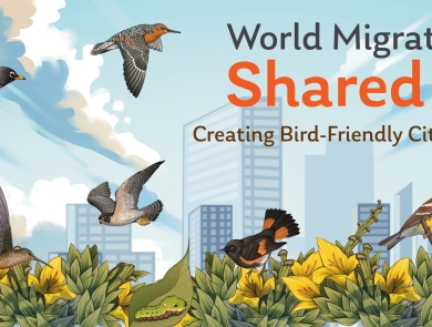 Artwork for World Migratory Bird Day showing a city in the background with eight different birds in the foreground