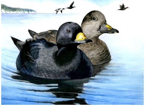 two black ducks with yellow bills swim next to each other, while three black ducks fly overhead