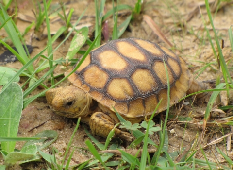 A small yellow turtle lies in the sand