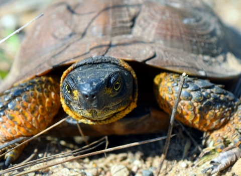 A wood turtle with yellow highlights around the legs and neck