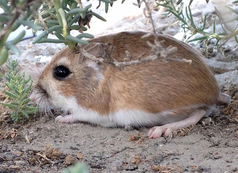 A small rodent with brown fur and a large, dark eye rests on all fours beneath a small bush on sandy soil. 