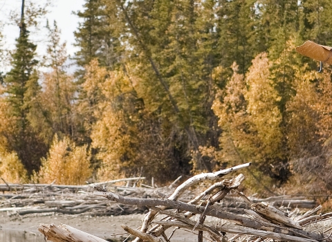A man in hunting gear standing in a forest opening using a moose call