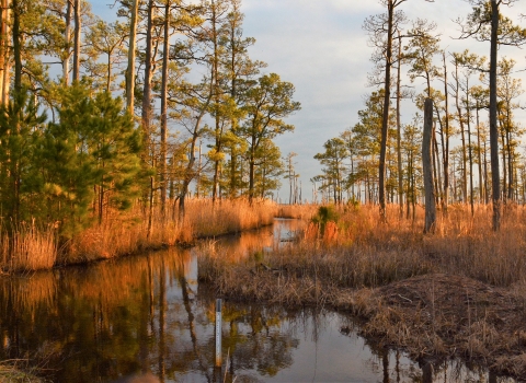 The setting sun casts a golden glow on coastal marshes.