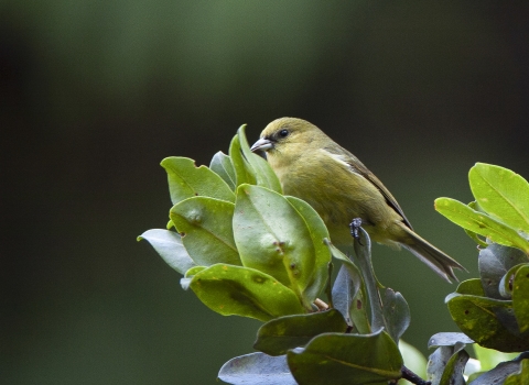 An ʻakekeʻe Birds perches on a green branch. It has a yellowish-green body with a tiny black eye.