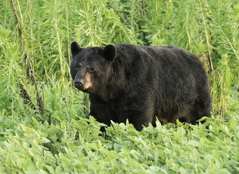 Black bear with an injured eye walking in dense green foliage