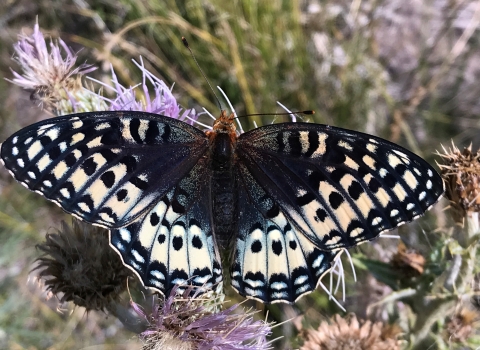 Female silverspot butterfly upperside pictured, black center with distinctive crème spots on outer wings