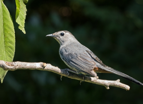 A gray bird with long tail feathers perched on a tree branch
