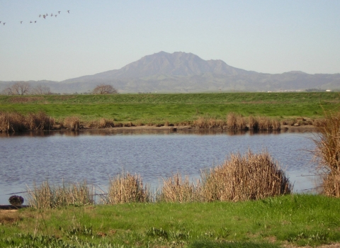 a marsh