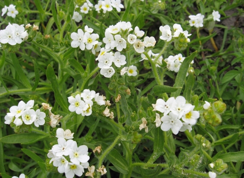 Clusters of small white flowers with yellow centers that appear popcorn like, with green stems and leaves in the background.