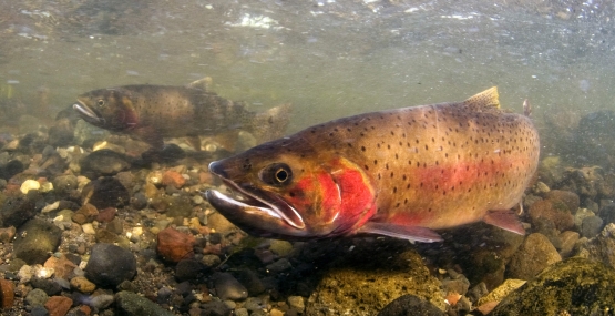 Yellowstone cutthroat trout