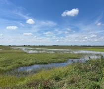 Views of Smith WPA with a mostly full wetland basin (8/2025).