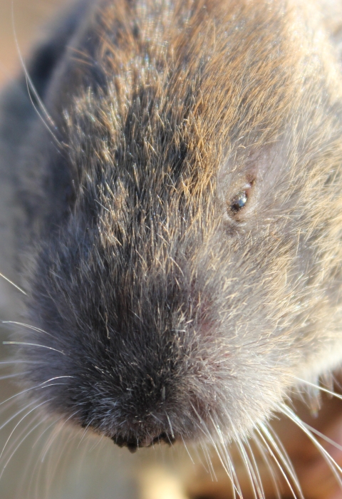 Mazama pocket gopher in a gloved hand