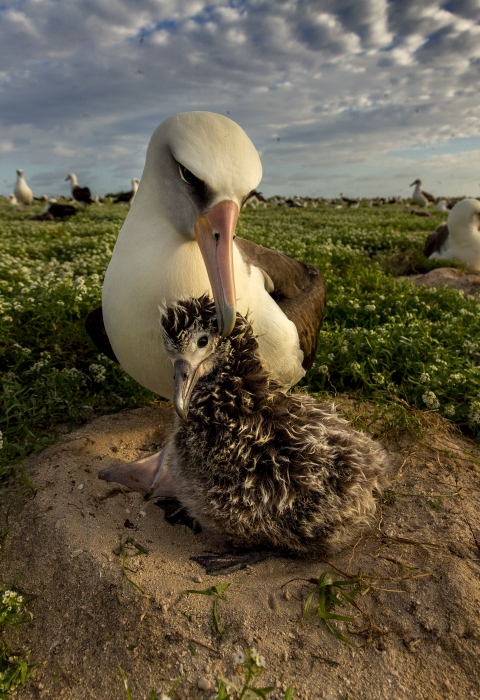 A white adult bird tends a smaller brown chick at Midway Atoll National Wildlife Refuge in the Pacific.