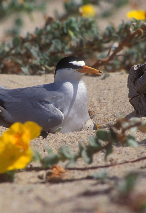 white bird with black head markings sits on egg in sand