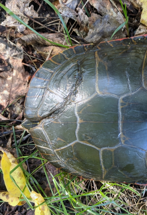 A western painted turtle with a repaired shell