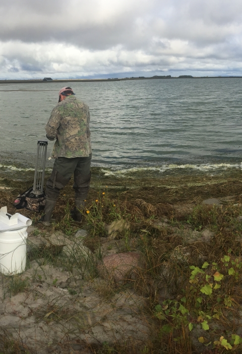 biologists wear warm clothes while standing in shallow ponds as they catch and band ducks