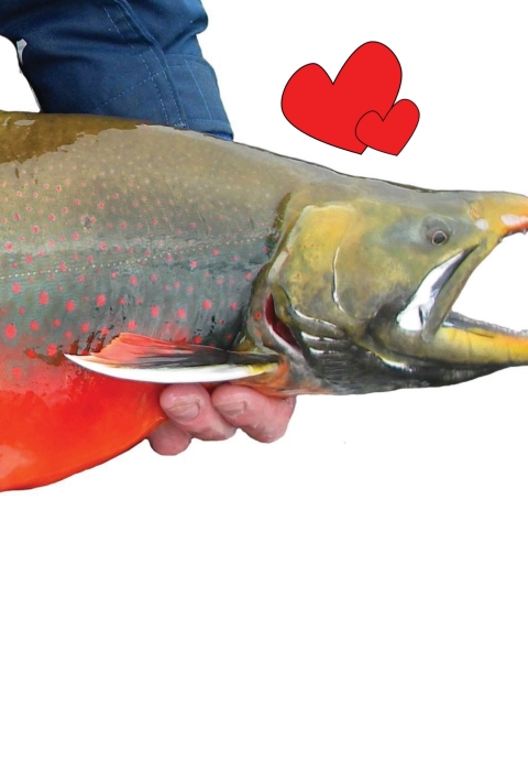 person's hands holding a bright red fish with hearts
