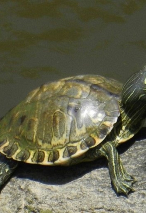 Side view of an olive to brown turtle standing on a log.