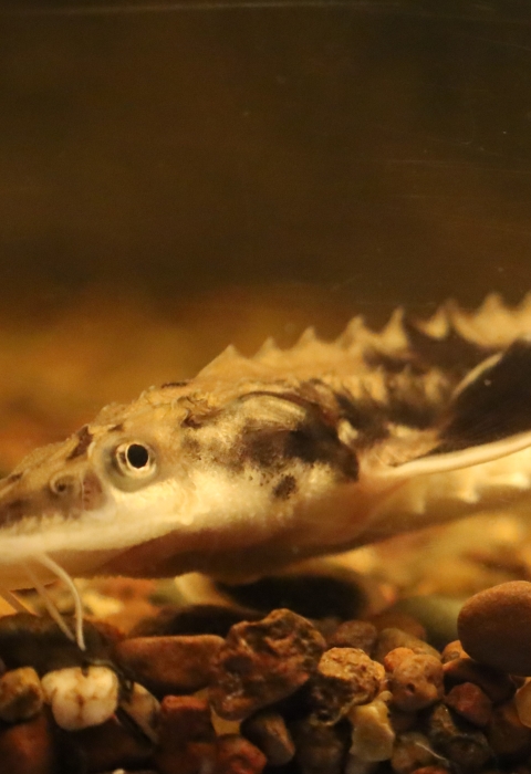Two lake sturgeon on gravel in aquarium
