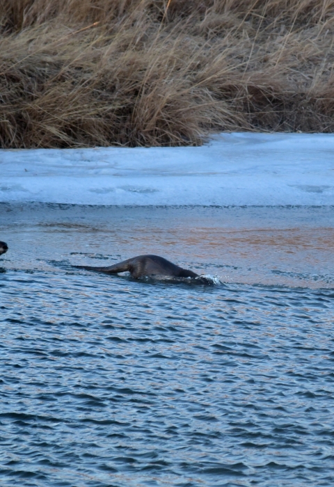 Three river otters frolic along the riverbank