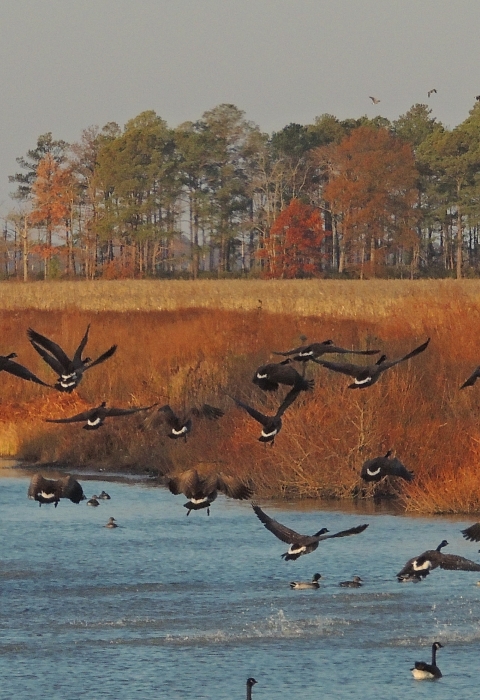 Canada geese flying out of impoundment at Blackwater NWR