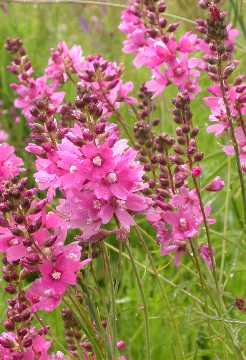 Pink flowers of Nelson's checker-mallow