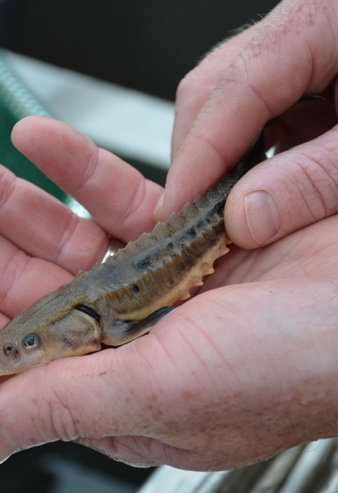 Fish resting in hand.