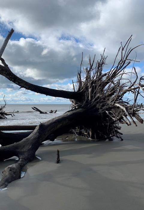 An uprooted and weathered tree across the sand with the Atlantic Ocean in the background and a blanket of clouds overhead.