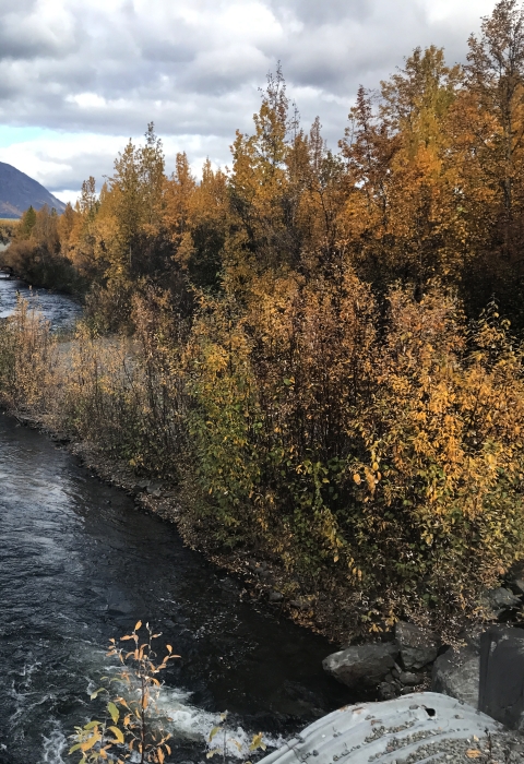 looking downstream towards fall trees and mountains