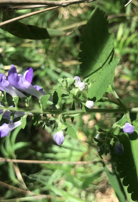 green plant with purple blossoms
