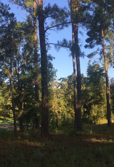 bottomland hardwood forest