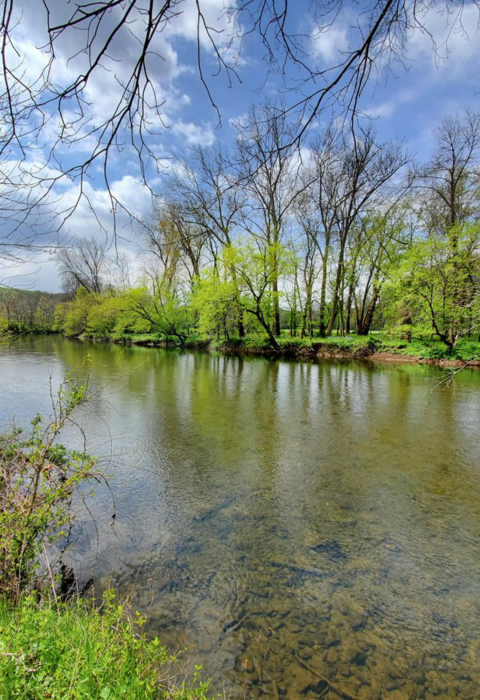 A clear, shallow river flows through bright green trees.