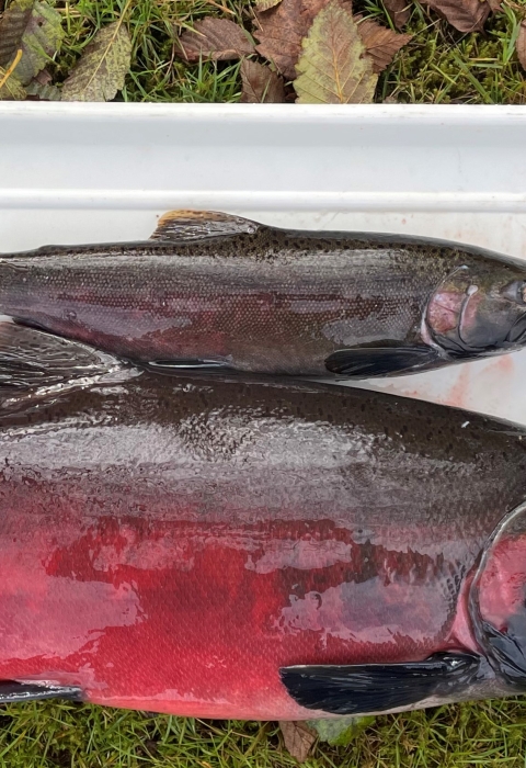 Image of two male coho salmon on a tray. The top is a 18 month old "jack" coho and the lower is a 36 month old.